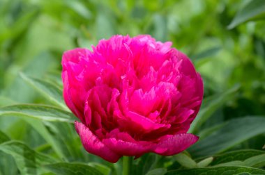 Bahçede pembe şakayık