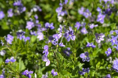 Bahçedeki hız alanı.