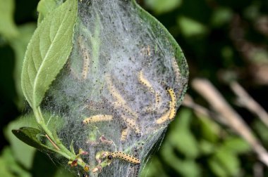 Bahçedeki ağaçtaki tırtıllar