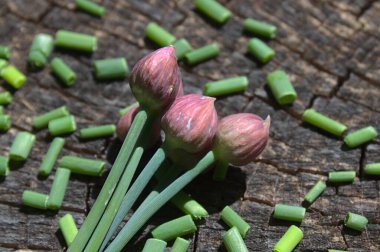 Ormandaki eski bir ağaç gövdesinde soğan var.