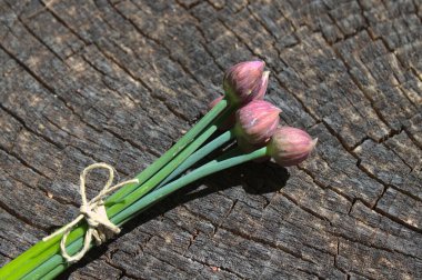 Ormandaki eski bir ağaç gövdesinde soğan var.