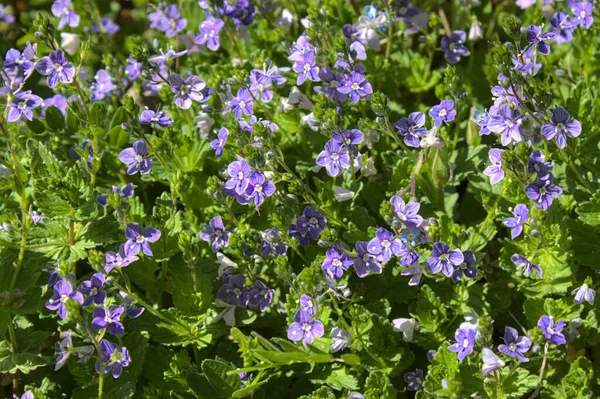 Mező Speedwell Kertben — Stock Fotó