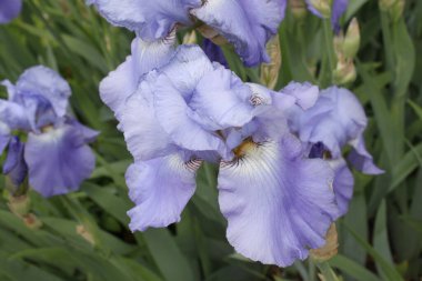 İlkbaharda İris Alanı