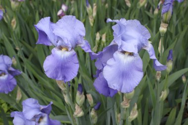 İlkbaharda İris Alanı