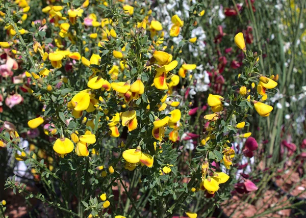 Papilionaceous Bloem Tuin — Stockfoto