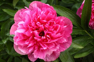 Bahçede pembe şakayık