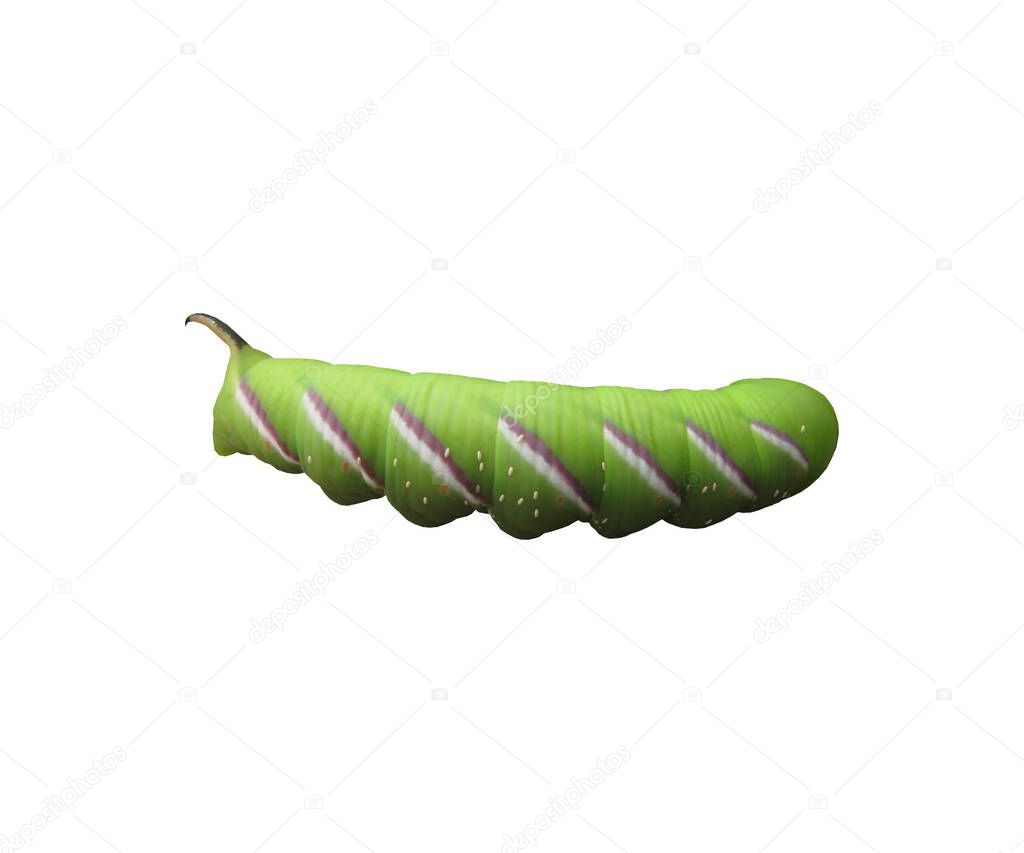 caterpillar of the privet hawk moth