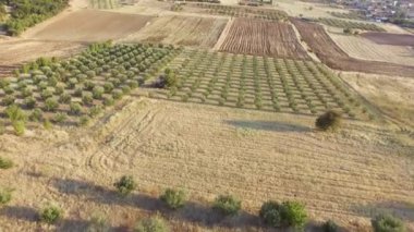 Zeytin ekiminin hava aracı görüntüleri. Manzaranın ve tarımın insansız hava aracı görüntüsü.