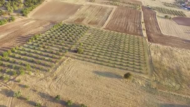 Aerial Drone Footage Olive Plantation Drone View Beautiful Landscape Agriculture — ストック動画