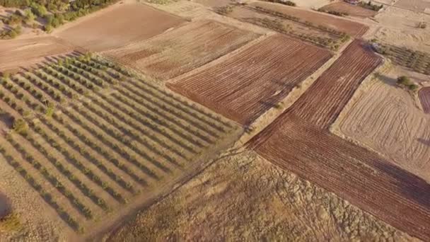 Drohnenaufnahmen Von Olivenplantagen Drohnenblick Auf Schöne Landschaft Und Landwirtschaft — Stockvideo