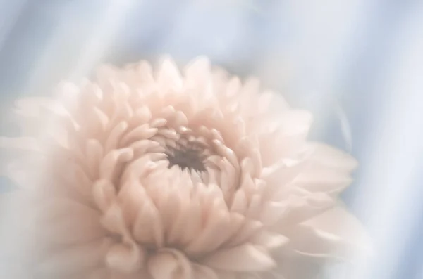 Vista de cerca de la flor de dalia rosa claro con enfoque suave, colores pastel. concepto de tarjeta de felicitación —  Fotos de Stock