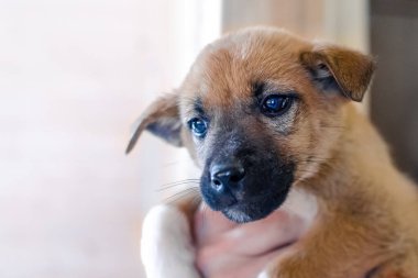 Erkek eli tarafından desteklenen melez, melez kahverengi köpek yavrusunun portresi. Veteriner ya da evcil hayvan kliniği konsepti. Köpek barınağından hayvan almak, evlat edinmek.