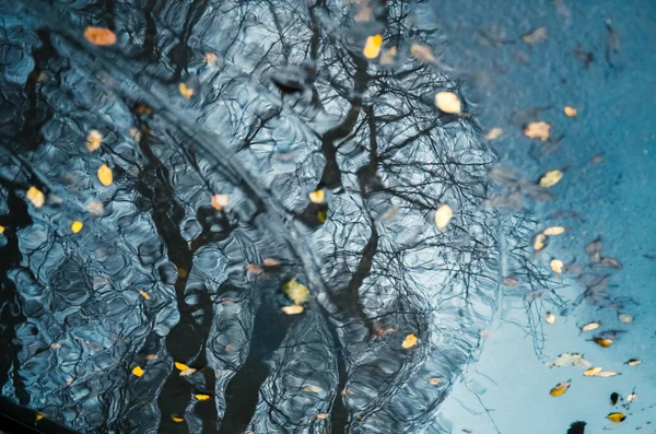 Trees Blurry Silhouettes Reflection Puddle Wet City Street Rainy Day — Stock Photo, Image