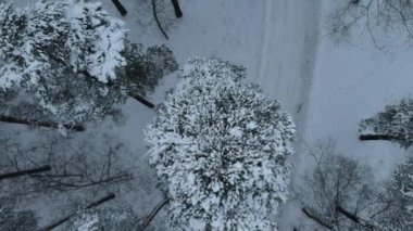Karla kaplı çam ormanı (Piskarevsky parkı) İHA 'dan alındı. St. Petersburg 'da. Rusya