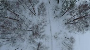 Karla kaplı çam ormanı (Piskarevsky parkı) İHA 'dan alındı. St. Petersburg 'da. Rusya