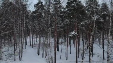 Karla kaplı çam ormanı (Piskarevsky parkı) İHA 'dan alındı. St. Petersburg 'da. Rusya