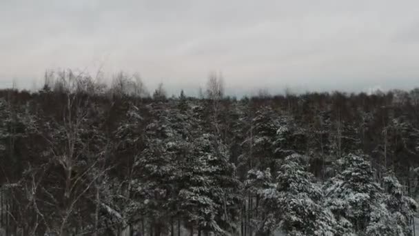 Bosque Pinos Cubierto Nieve Parque Piskarevsky Tomado Del Dron San — Vídeos de Stock