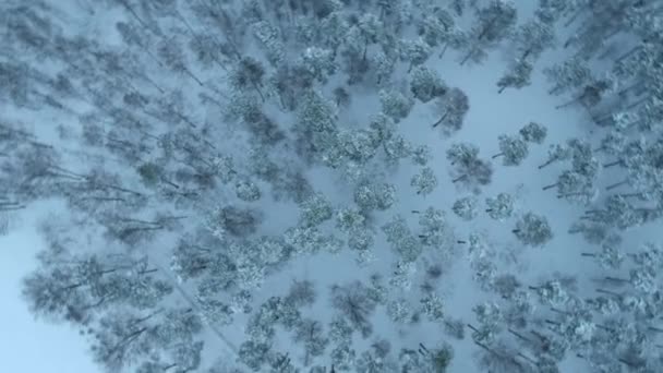 Snow Covered Pine Forest Piskarevsky Park Taken Drone Petersburg Russia — Stock Video