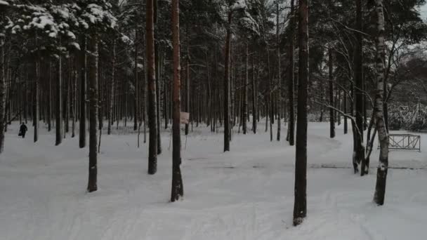 無人機から撮影された雪に覆われた松林 Piskarevsky公園 サンクトペテルブルク ロシア — ストック動画