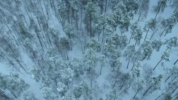 冰雪覆盖的松树林 Piskarevsky公园 是从无人驾驶飞机上夺取的 圣彼得堡 俄罗斯 — 图库视频影像