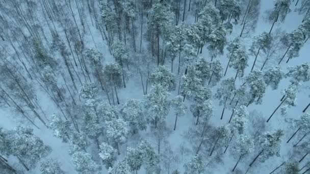 Besneeuwd Dennenbos Piskarevsky Park Genomen Van Drone Sint Petersburg Rusland — Stockvideo