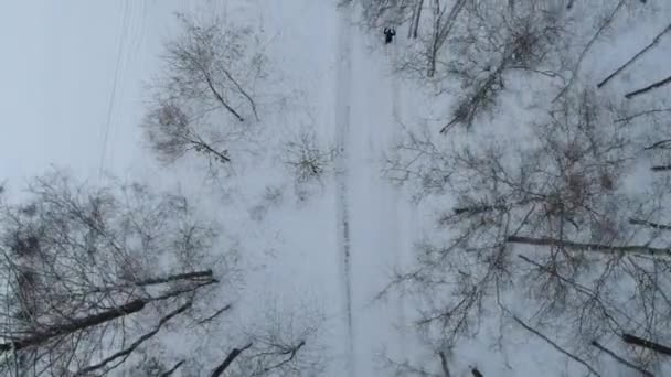 Zasněžený Borový Les Park Piskarevsky Odebraný Dronu Petrohrad Rusko — Stock video