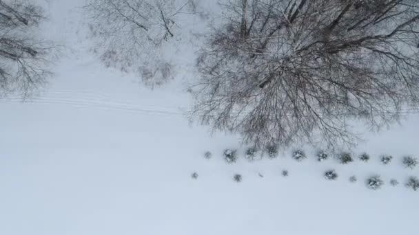 Snötäckt Tallskog Piskarevsky Park Tagen Från Drönaren Sankt Petersburg Ryssland — Stockvideo