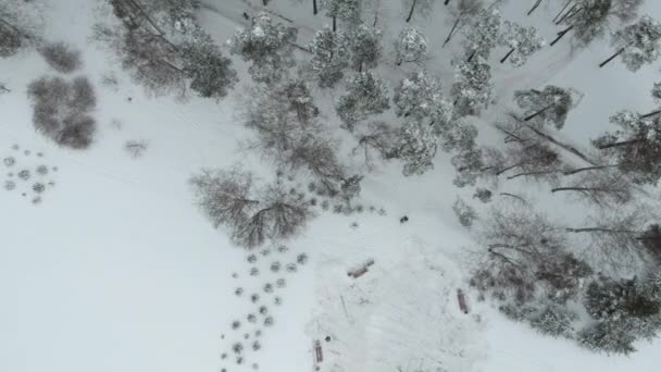 Bosque Pinos Cubierto Nieve Parque Piskarevsky Tomado Del Dron San — Vídeos de Stock