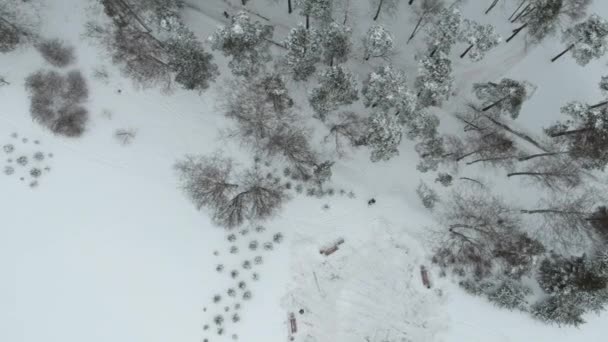 Besneeuwd Dennenbos Piskarevsky Park Genomen Van Drone Sint Petersburg Rusland — Stockvideo