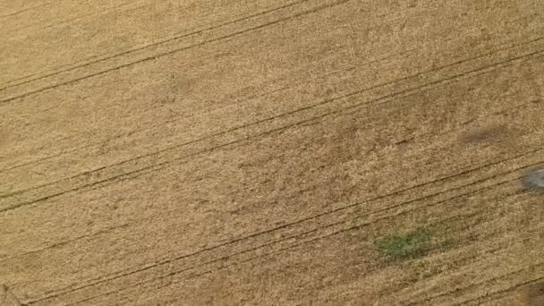 Broodveld Schieten Drone Finland Mikkeli — Stockvideo