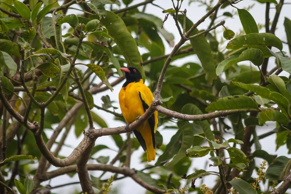 Avrasya (basitçe) bir ağaç dalındaki altın oriole. Sri Lanka