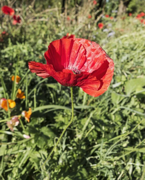 Common poppy, Papaver rhoeas flowering