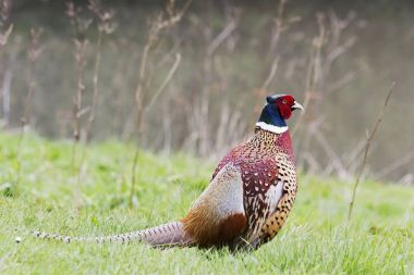 Ayakta 1583 sülün erkek, Phasianus colchicus,