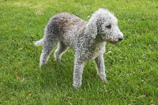 Bedlington Terrier ยืนอยู่ — ภาพถ่ายสต็อก