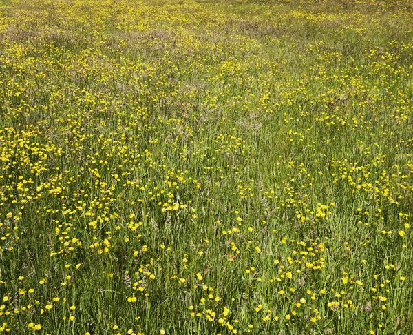 1339 soğan bir piyasa ahır Satılık için