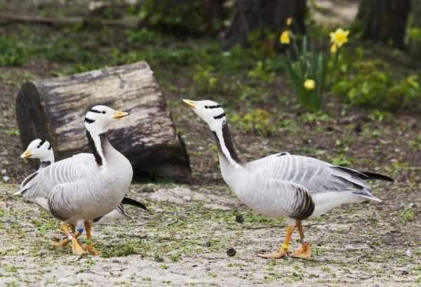 kazlar, anser indicus Bar başlı