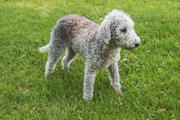 Bedlington terrier stojący Zdjęcia Stockowe bez tantiem