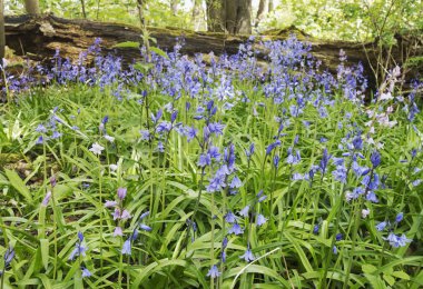 vahşi bluebells, Hyacinthoides sigara-scripta, herald bahar.