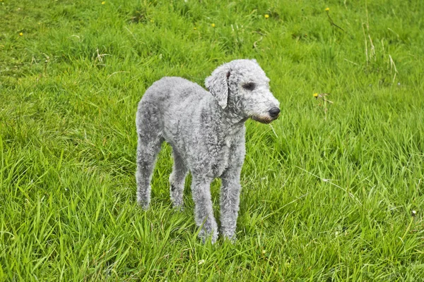 Bir taze kısaltıldı Bedlington Terrier uyarı standları.
