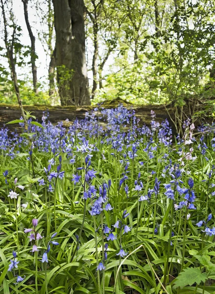 vahşi bluebells, Hyacinthoides sigara-scripta, herald bahar.