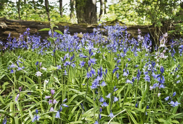 vahşi bluebells, Hyacinthoides sigara-scripta, herald bahar.