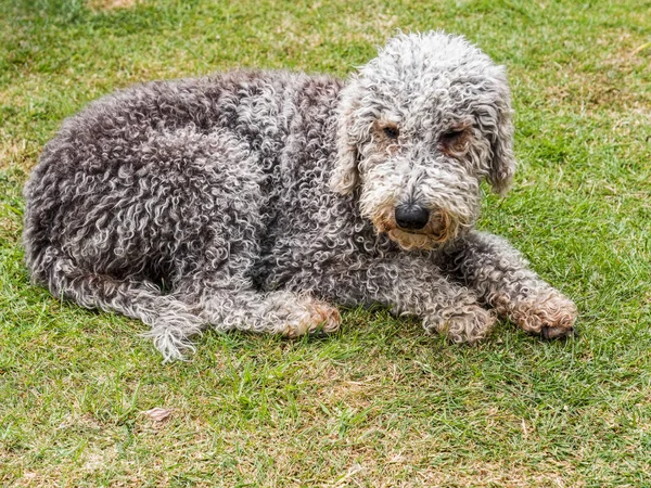 Bedlington teriyeri köpek cinsi çimenlerde gevşiyor.