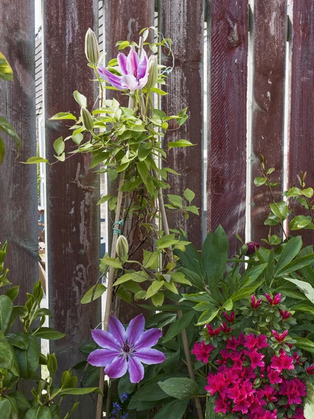 Clematis lanuginosa İlkbaharda İngiltere bahçesinde çiçek açıyor.