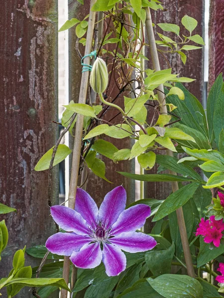 Clematis lanuginosa İlkbaharda İngiltere bahçesinde çiçek açıyor.