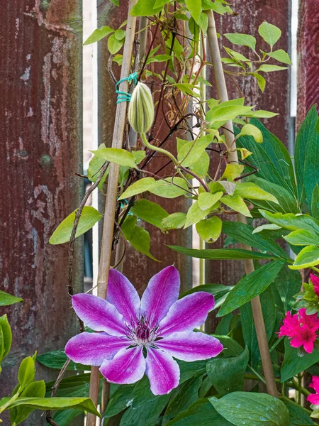 Clematis Lanuginosa Kwitnący Ogrodzie Wielkiej Brytanii Wiosnę Zdjęcie Stockowe