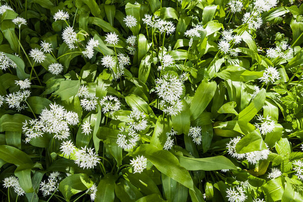 Wild garlic, Allium ursinum, flowering in the UK