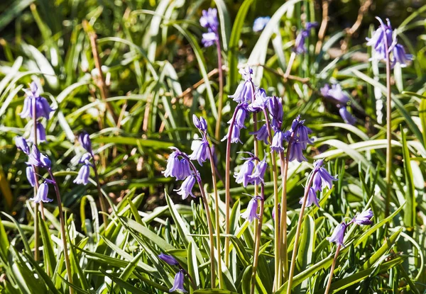 Квіти Bluebells Hyacinthoides Non Scripta Wild — стокове фото