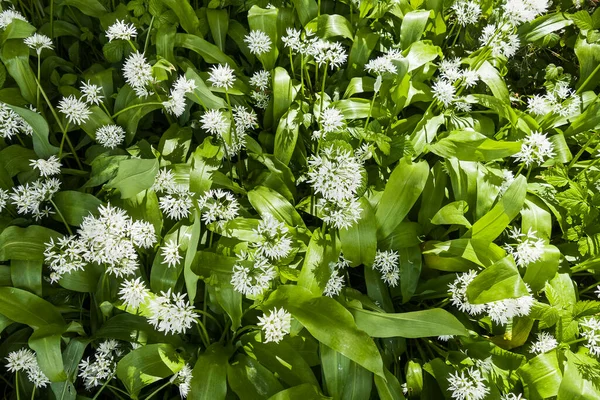 Czosnek Dziki Allium Ursinum Kwitnienie Wielkiej Brytanii Obrazy Stockowe bez tantiem
