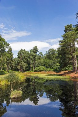 Northumberland manzarası. Ağaçların yansımaları ve mavi gökyüzü. Kopya alanı olan bir göl.
