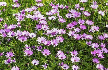 Mor osteospermum çiçeklerinden oluşan bir yatak, aynı zamanda Afrika papatyaları olarak da bilinir, Cornwall, İngiltere 'de yetişen yeşil bir arka planda..